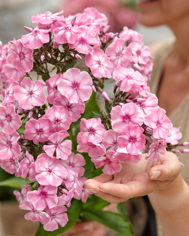 Phlox 'Hercules'