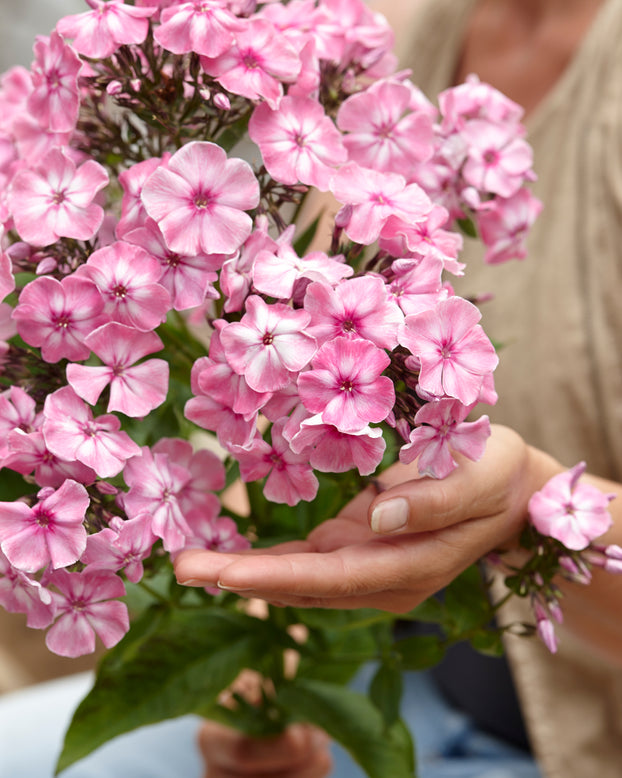 Phlox 'Hercules'