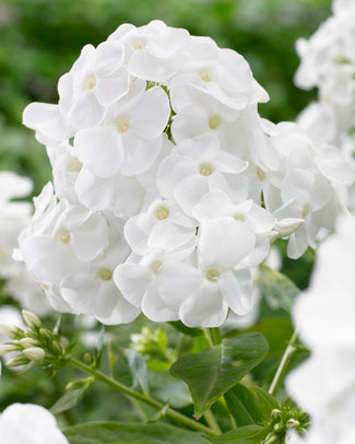 Phlox 'Rembrandt' Phlox 'Rembrandt'