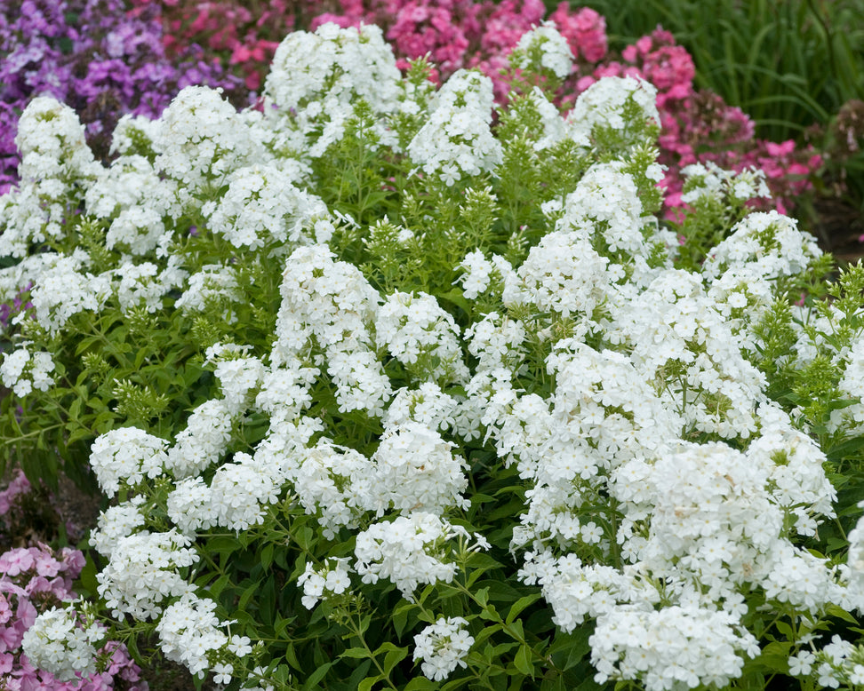 Phlox 'Rembrandt'