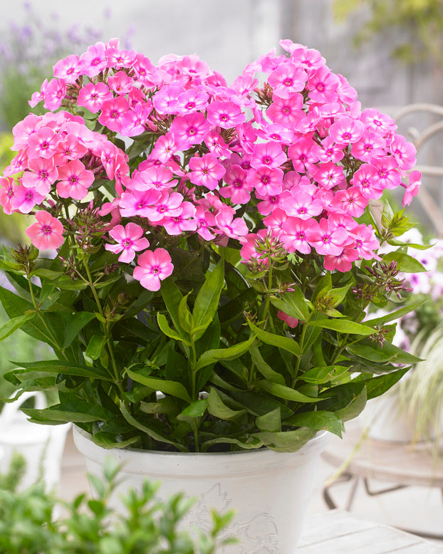 Phlox 'Sweet Summer Candy'