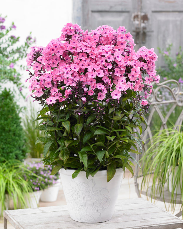 Phlox 'Sweet Summer Dream'