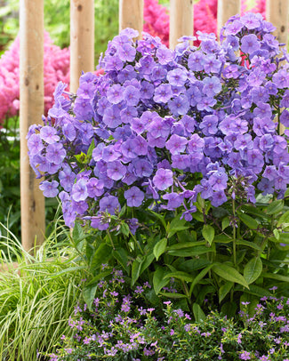 Phlox 'Sweet Summer Ocean' Phlox 'Sweet Summer Ocean'
