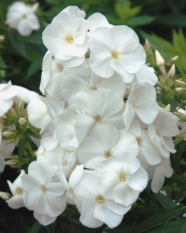 Phlox 'Sweet Summer Snow'
