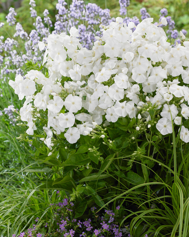 Phlox 'Sweet Summer Snow'