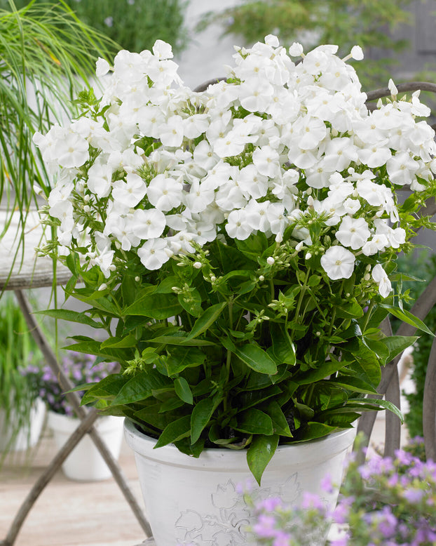 Phlox 'Sweet Summer Snow'