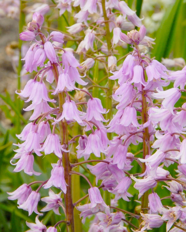 Hyacinthoides hispanica