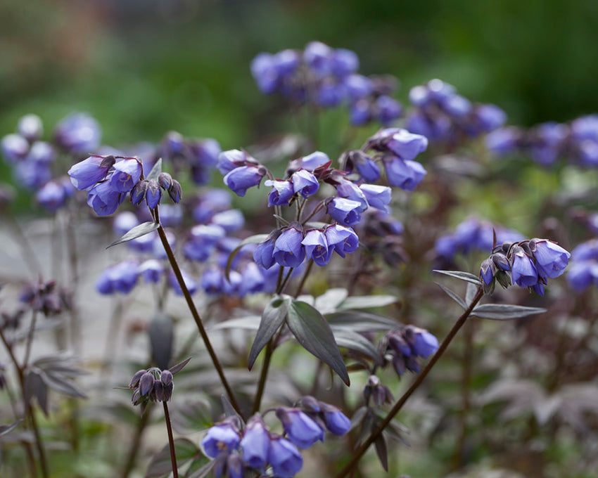 Polemonium 'Heaven Scent'