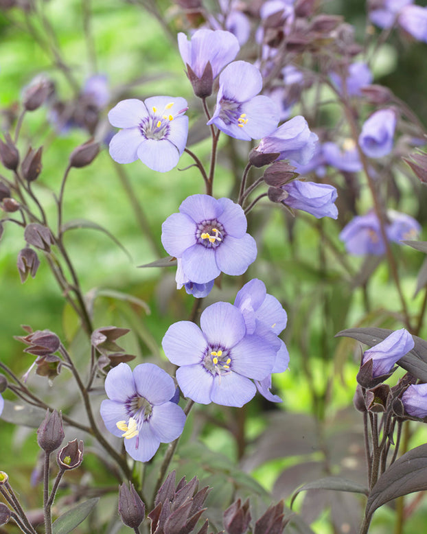 Polemonium 'Heaven Scent'