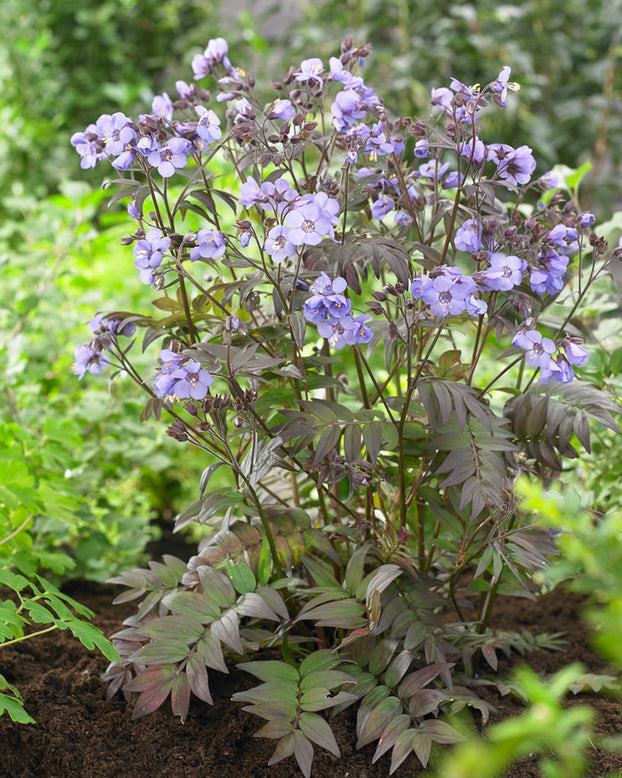 Polemonium 'Heaven Scent'