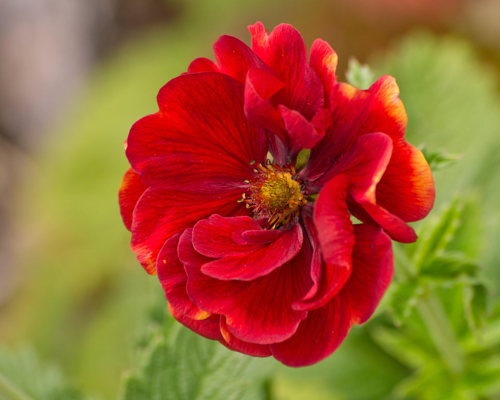 Potentilla 'Arc-en-ciel'