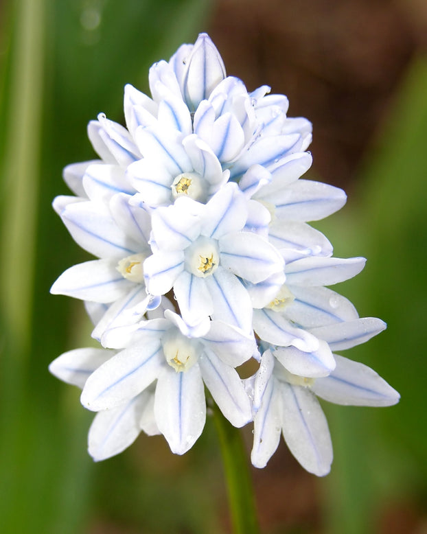 Puschkinia libanotica