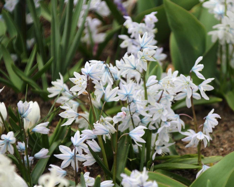 Puschkinia libanotica