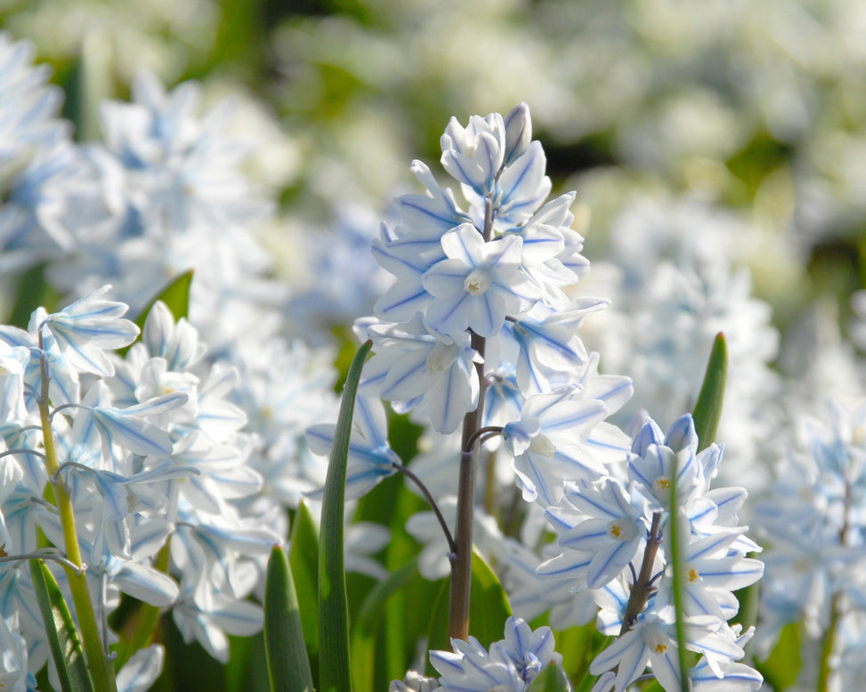 Flower BulbsLibanotica (Russian Snowdrops) Bulbs UK - 3