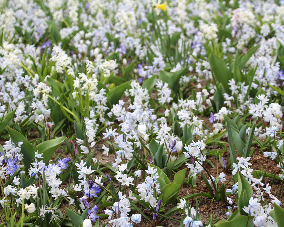 Puschkinia libanotica