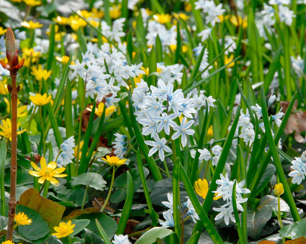 Flower BulbsLibanotica (Russian Snowdrops) Bulbs UK - 2