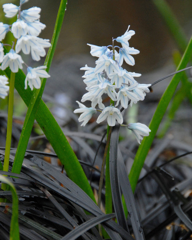 Flower BulbsLibanotica (Russian Snowdrops) Bulbs UK - 4
