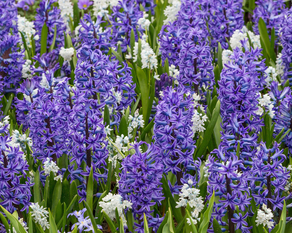 Flower BulbsLibanotica (Russian Snowdrops) Bulbs UK - 5