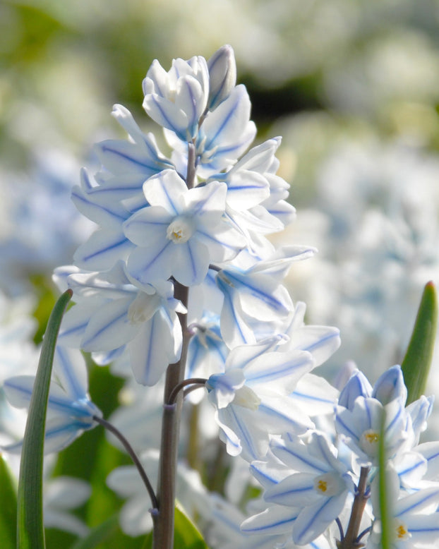 Flower BulbsLibanotica (Russian Snowdrops) Bulbs UK - 1