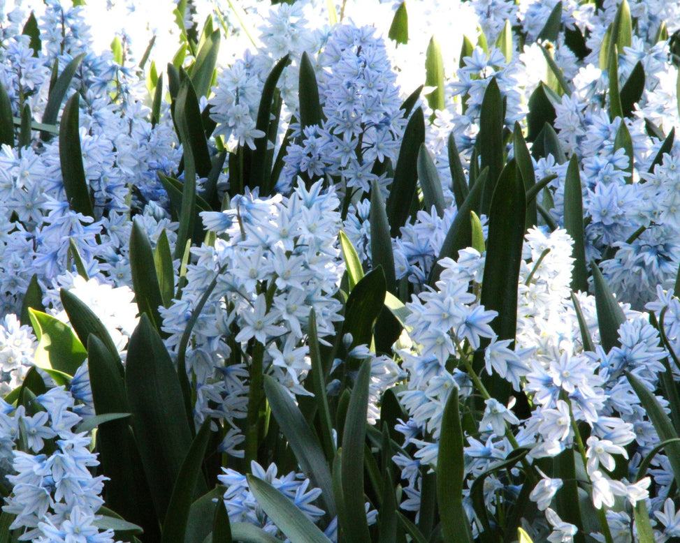 Puschkinia libanotica