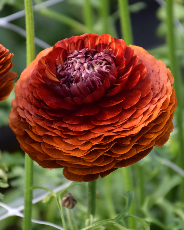 Ranunculus 'Elegance® Cioccolato'