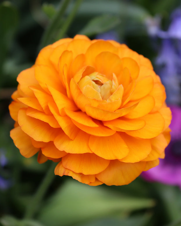 Ranunculus 'Elegance® Clementine'