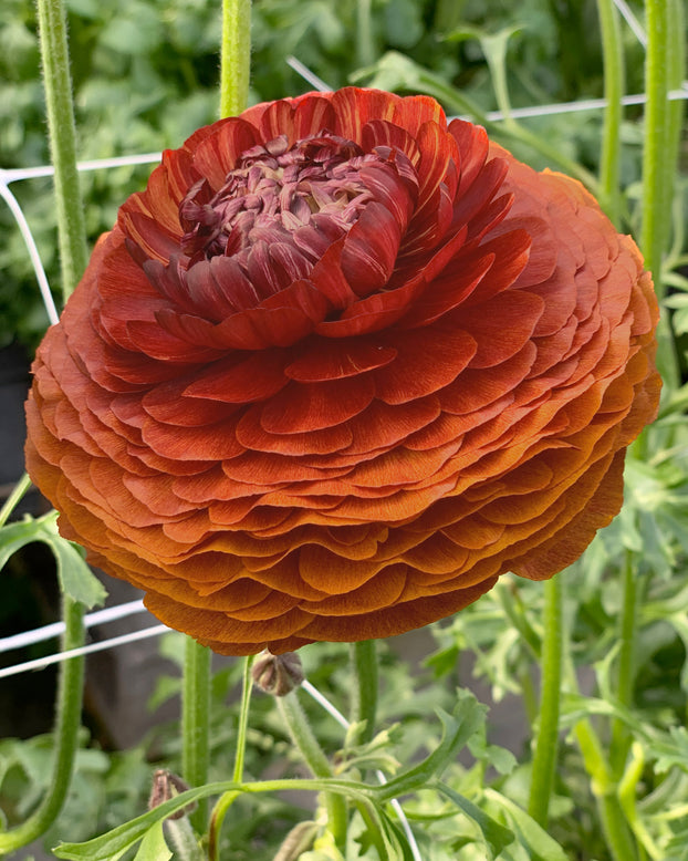 Ranunculus 'Elegance® Cioccolato'