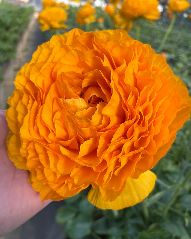 Ranunculus 'Elegance® Clementine'