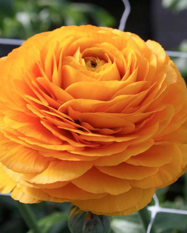Ranunculus 'Elegance® Clementine'