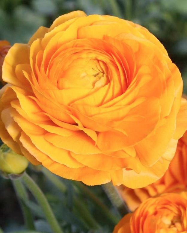 Ranunculus 'Elegance® Clementine'