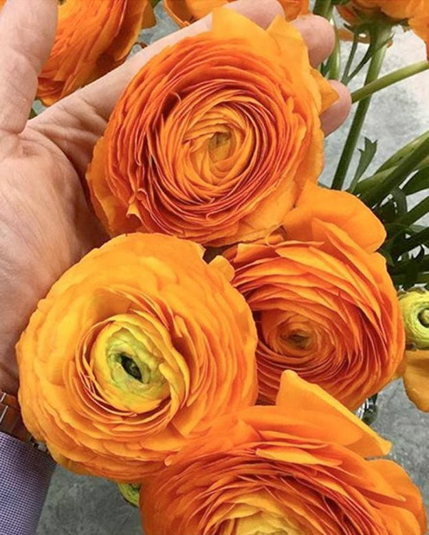 Ranunculus 'Elegance® Clementine'