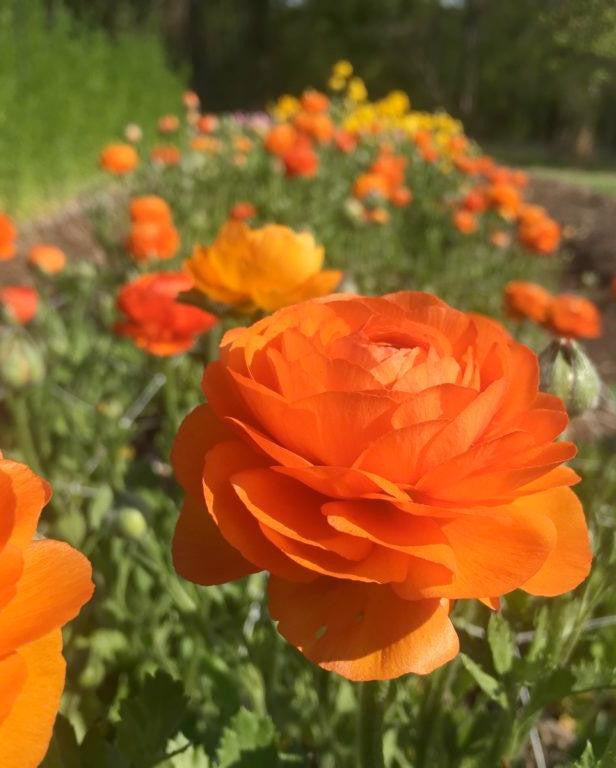 Ranunculus 'Elegance® Clementine'