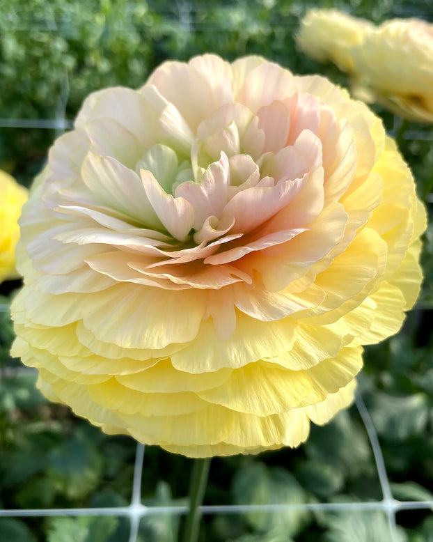 Ranunculus 'Elegance® Pastello'