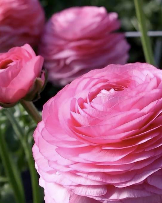 Ranunculus 'Elegance® Rosa'