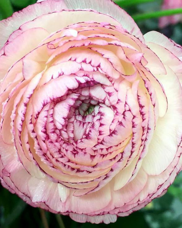 Ranunculus 'Elegance® Striato Bianco'