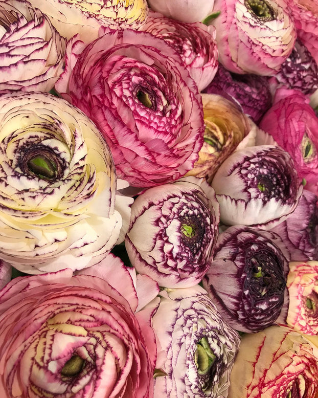 Ranunculus 'Elegance® Striato Bianco'