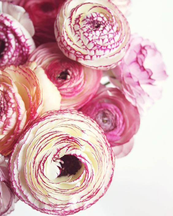 Ranunculus 'Elegance® Striato Bianco'