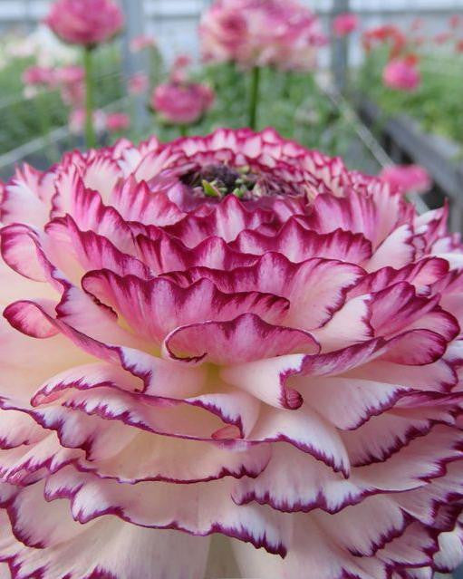 Ranunculus 'Elegance® Striato Bianco'