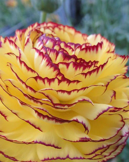 Ranunculus 'Elegance® Striato Giallo'