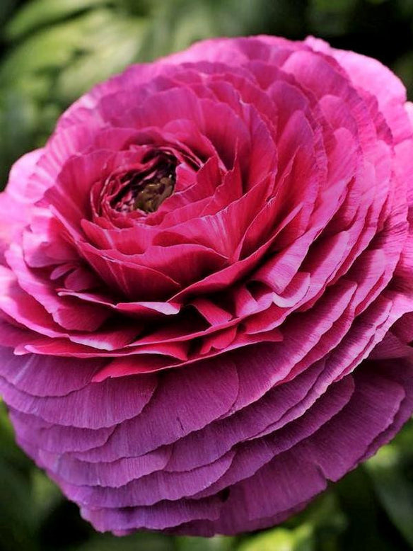 Ranunculus 'Elegance® Viola'