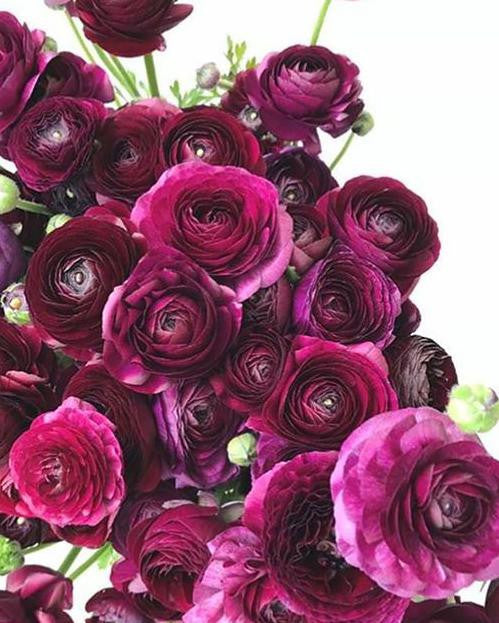Ranunculus 'Elegance® Viola'