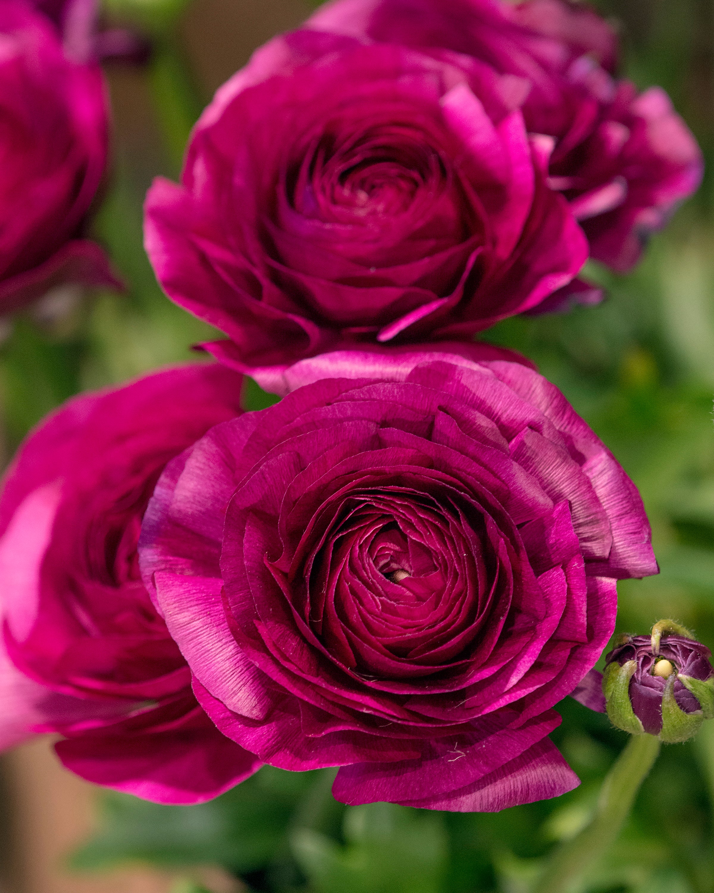 Ranunculus Aviv Purple bulbs Buy purple buttercups online at Farmer Gracy UK