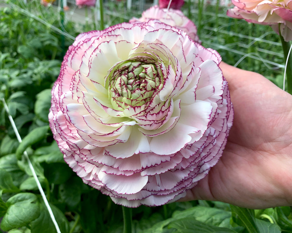 Ranunculus 'Elegance® Striato Bianco'