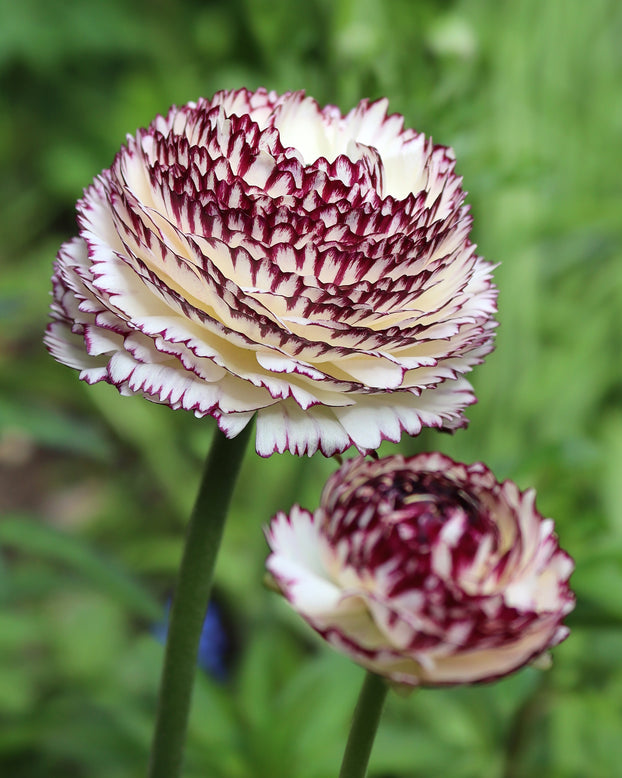 Ranunculus 'Elegance® Striato Bianco'