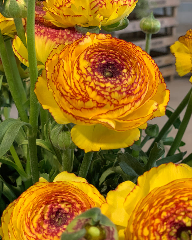 Ranunculus 'Elegance® Striato Giallo'