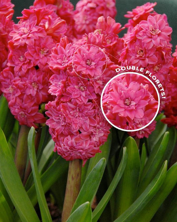 Flower BulbsRed Diamond Bulbs UK - 1