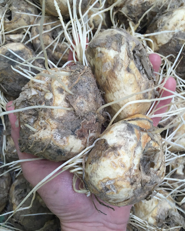 Fritillaria imperialis 'Rubra'