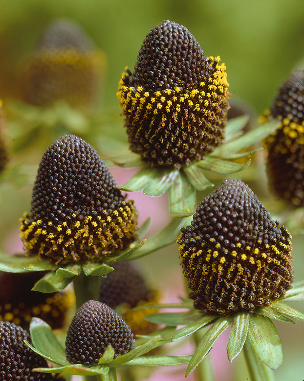 Rudbeckia 'Black Beauty'