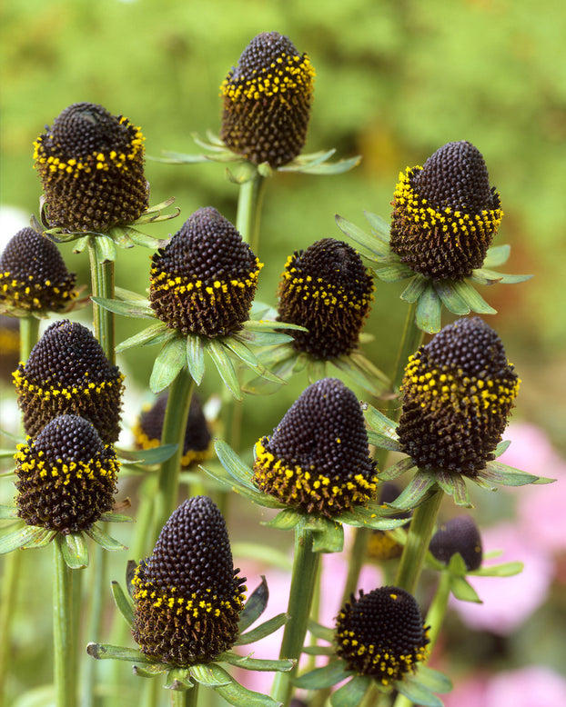 Rudbeckia 'Black Beauty'
