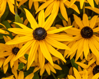 Rudbeckia 'Goldsturm' Rudbeckia 'Goldsturm'